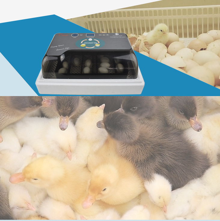 12 small automatic incubators
